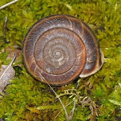 Monadenia mormonum
