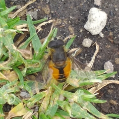 Eristalis bogotensis