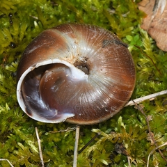 Monadenia mormonum