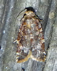 Argyrotaenia tabulana
