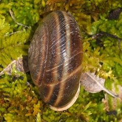 Monadenia mormonum