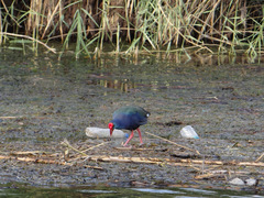 Porphyrio madagascariensis
