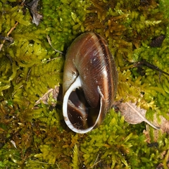Monadenia mormonum