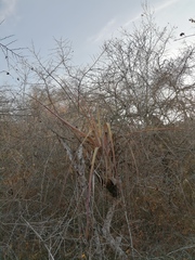 Tillandsia huamelulaensis