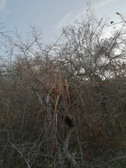 Tillandsia huamelulaensis