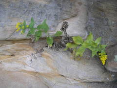 Solidago drummondii