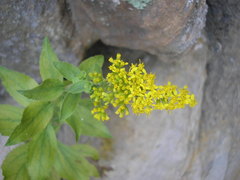 Solidago drummondii