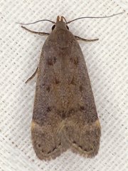 Anacampsis rhoifructella