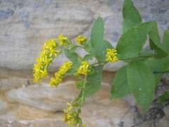 Solidago drummondii