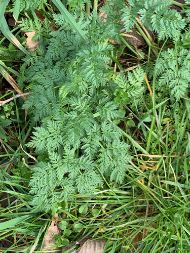 Conium maculatum iNat (2)