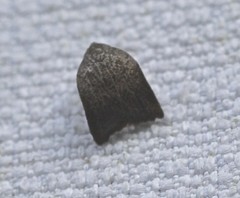 Tortricopsis pyroptis