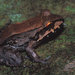 Leptodactylus savagei - Photo (c) John Sullivan, μερικά δικαιώματα διατηρούνται (CC BY-NC), uploaded by John Sullivan