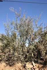 Sarcomphalus obtusifolius canescens