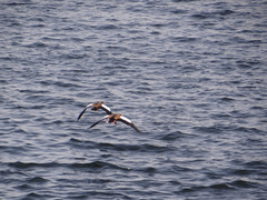 Alopochen aegyptiaca