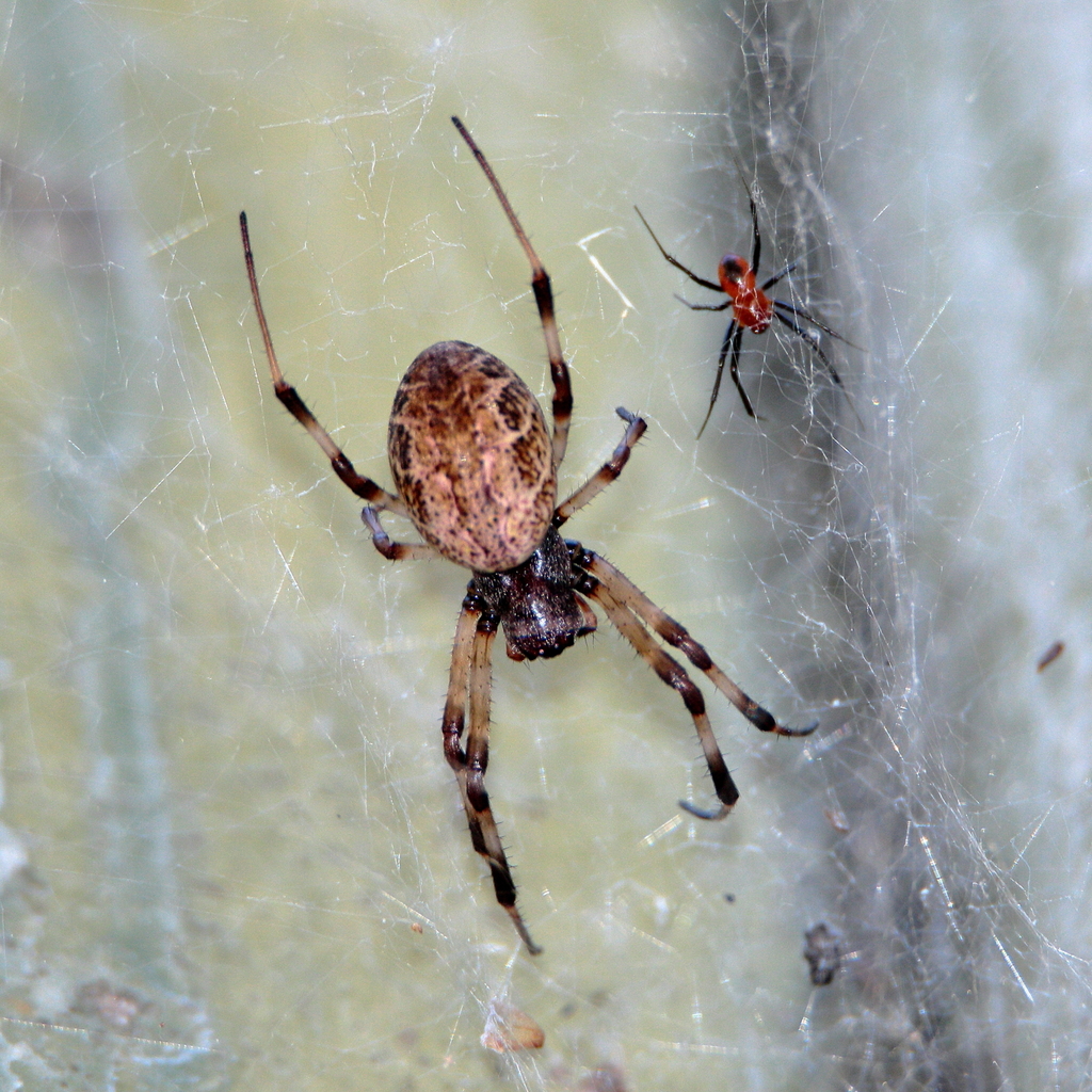 Papuan Hermit Spider
