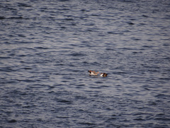 Alopochen aegyptiaca