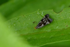 Dichomeris ochripalpella