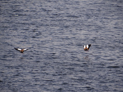 Alopochen aegyptiaca