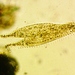 Urostylidae - Photo ללא זכויות יוצרים, הועלה על ידי Ken Kneidel