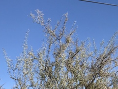 Sarcomphalus obtusifolius canescens