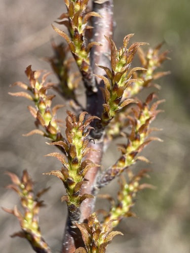 Image of Leitneria pilosa by (c) Matt Berger, some rights reserved (CC BY)
