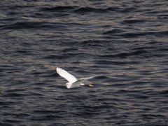 Egretta garzetta