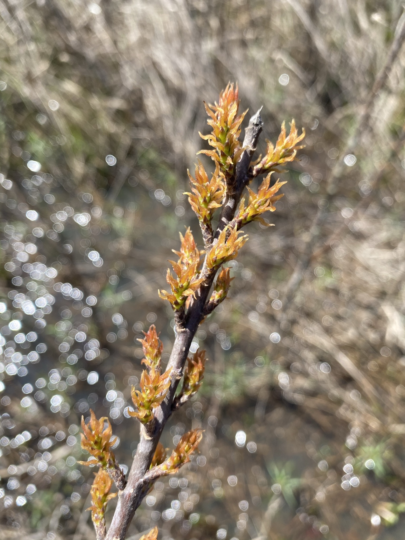 Hairy Corkwood (Leitneria pilosa)