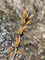 Leitneria pilosa, photograph (c) Matt Berger, some rights reserved (CC BY)