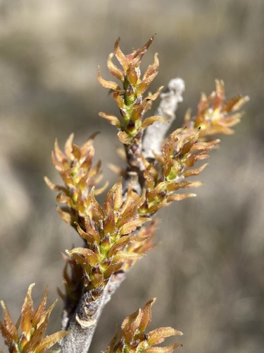 Image of Leitneria pilosa by (c) Matt Berger, some rights reserved (CC BY)