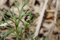Ammoselinum