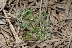 Ammoselinum