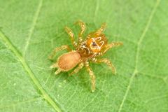 Atypidae
