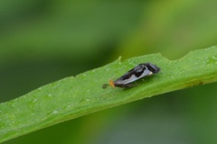Dichomeris ochripalpella