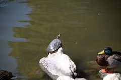 Trachemys scripta elegans