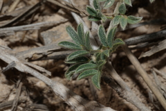 Astragalus nuttallianus