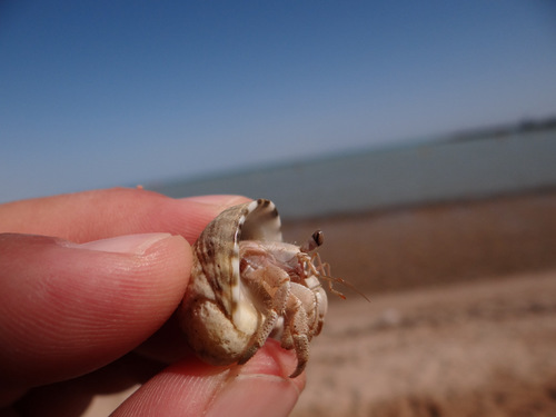 Red Sea Land Hermit Crab (Coenobita scaevola)
