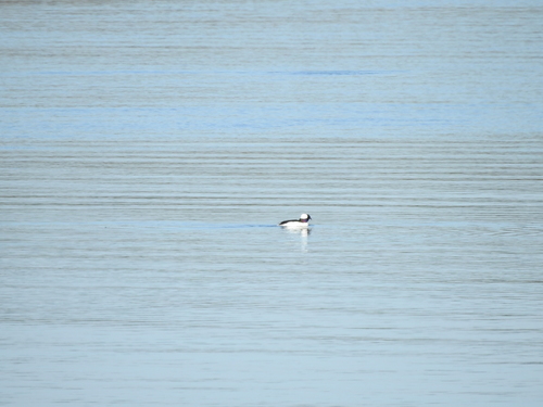 Bufflehead photographed in South Carolina