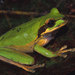 Masked Tree Frog - Photo (c) John Sullivan, some rights reserved (CC BY-NC)