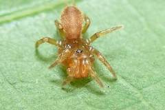 Atypidae