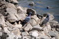 Columba livia