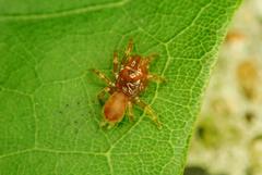 Atypidae
