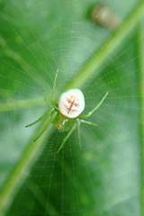 Aoaraneus pentagrammicus