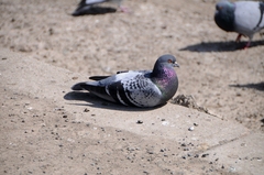 Columba livia