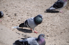 Columba livia