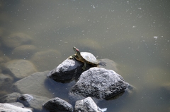 Trachemys scripta elegans