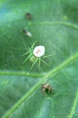 Aoaraneus pentagrammicus