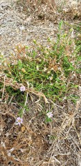 Vittadinia cuneata