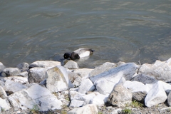Aythya affinis