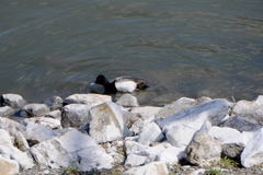 Aythya affinis