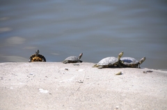 Trachemys scripta elegans